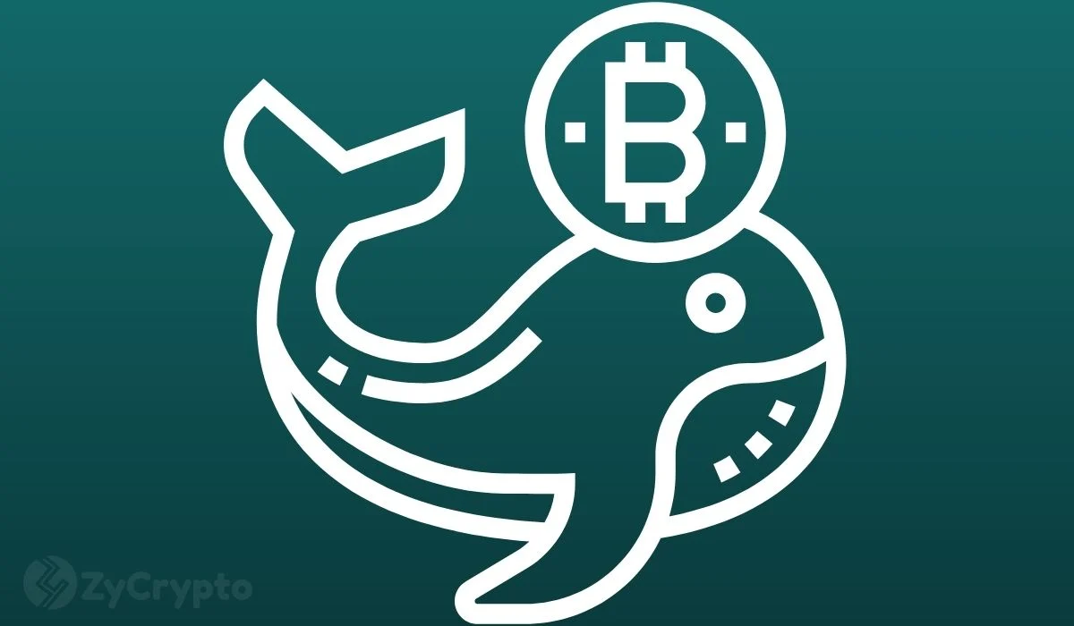 Bitcoin’s Resilient Ascent: Whales Accumulate Amidst Declining On-Chain Activity