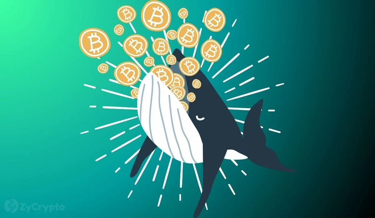 Bitcoin Whales Accumulate Aggressively As Price Slumps 20% in Three Months